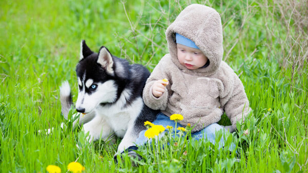 Wallpaper Grass, Overcoat, Sitting, Cute, Dress, Wearing, And, Dog, Near, Infant, Husky, Fur, Green, Blue, Little