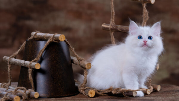 Wallpaper Looking, Blue, Kitten, Cat, Mobile, Desktop, Eyes, Background, White, Blur