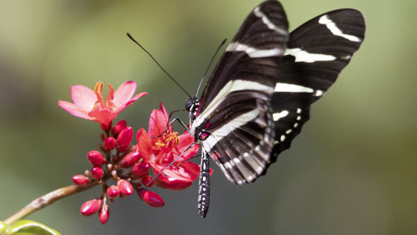 Wallpaper Butterfly, Heliconid, White, Black, Design, Petals, Background, Flower, Blur