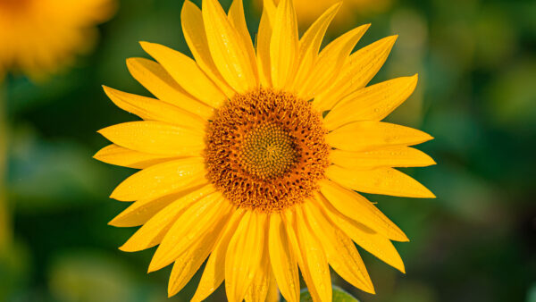 Wallpaper Background, Sunflower, View, Green, Blur, Flowers, Yellow, Closeup