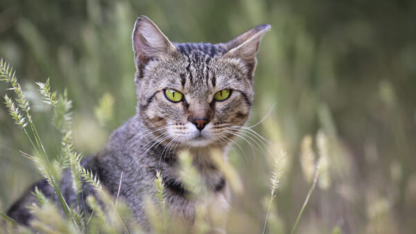 Wallpaper Background, White, Yellow, Black, Green, Standing, Blur, Cat, Eyes