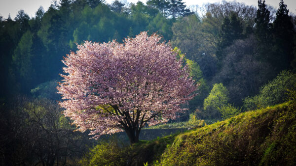 Wallpaper Branches, Tree, Blossom, Flowers, Nature, Forest, Beautiful, Cherry, Pink, Background