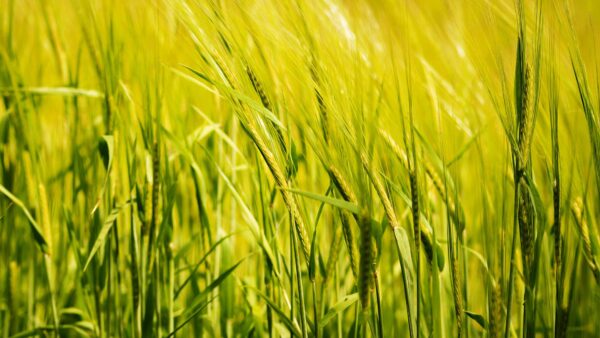 Wallpaper Field, Ear, Closeup, View, Background, Desktop, Nature, Blur, Wheat, Green, Mobile