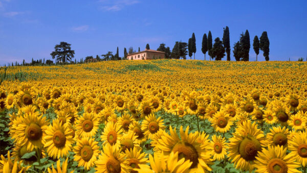 Wallpaper Under, Sunflower, Sky, Sunflowers, Blue, Field, Beautiful, Building, Background