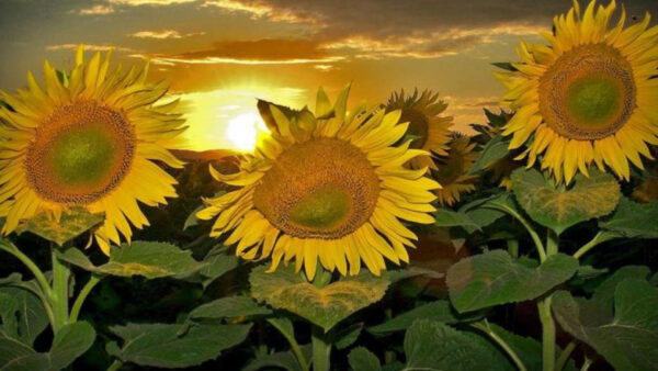 Wallpaper During, Photo, Plants, Green, Leaves, Sunflowers, Sunset, Sunflower, Closeup, Yellow