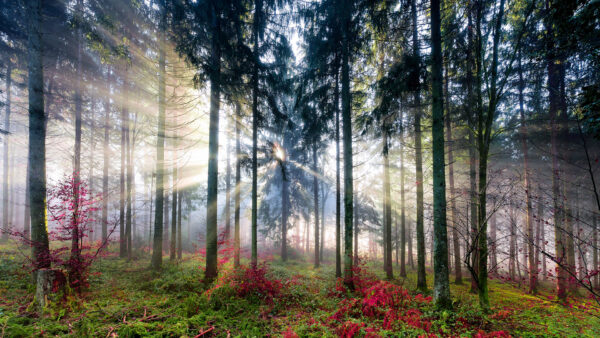 Wallpaper Green, Trees, Sunbeam, Plant, Through, Leaves, Nature, Red, Forest