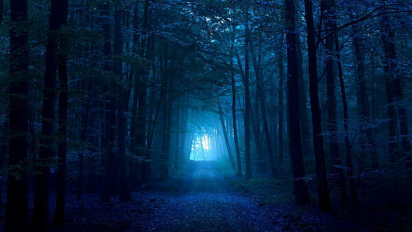 Wallpaper Forest, Foggy, Dark, Blue, Background