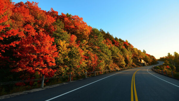 Wallpaper Blue, Green, Yellow, Plants, Between, Trees, Red, Autumn, Fence, Desktop, Road, Leaves, Sky, Under, And, Bushes