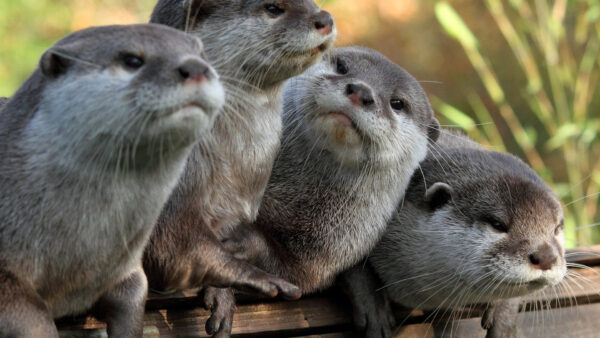 Wallpaper Otters, Wood, Bench, Grey, Four, Look, Gray