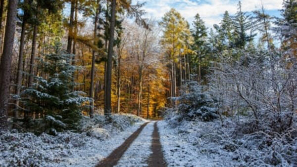 Wallpaper Covered, Between, Sand, Sky, Snow, Trees, Bushes, Winter, Under, Path, Blue