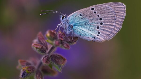 Wallpaper Butterfly, Background, Leaves, Purple, Dots, Blue, Green, Black