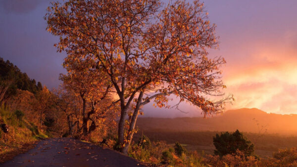 Wallpaper Light, Between, Yellow, Trees, Road, Purple, Mountain, Dry, And, Clouds, Leaves, Nature, Under, Sky, Slope