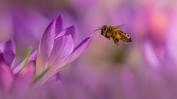Wallpaper Hovering, Light, Purple, Blur, Bee, Background