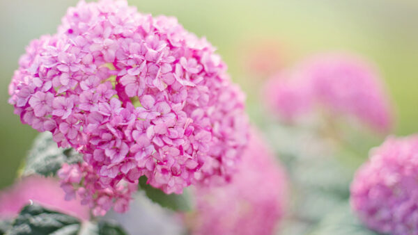 Wallpaper Pink, Flowers, Light, Flower, Background, Blur, Hydrangea