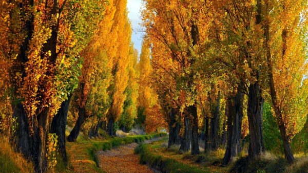 Wallpaper Daytime, Yellow, Between, Trees, Fall, Green, Path, During, Leaves