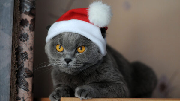 Wallpaper Santa, Yellow, Cap, With, Table, Grey, Eyes, Wood, Wearing, Sitting, Dark, Cat, Head, Claus