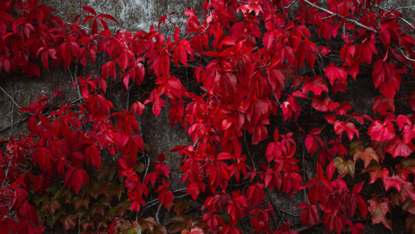 Wallpaper Autumn, Branches, Tree, Leaves, Red, Beautiful