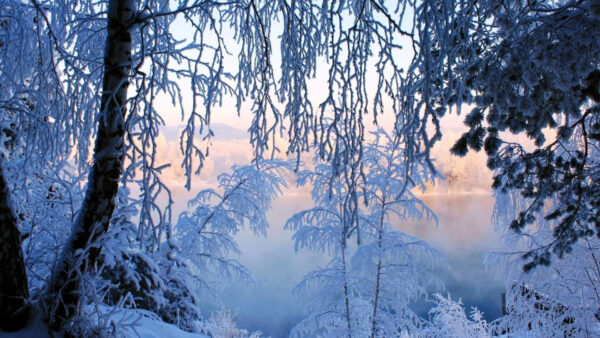 Wallpaper Bushes, Closeup, Covered, Snow, Leaves, Lake, Trees, Winter, Background, View