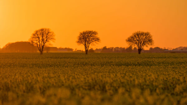 Wallpaper Sunset, Sky, Yellow, View, Trees, Grass, Field, Nature, Desktop