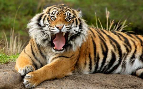 Wallpaper Tiger, Dangerous, Sumatran