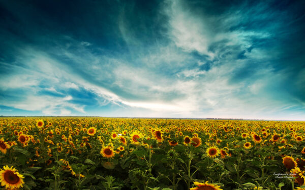 Wallpaper Landscape, Sunflowers