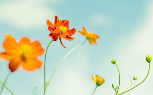 Wallpaper Flowers, Cosmos