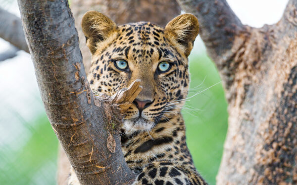 Wallpaper Leopard, Beautiful