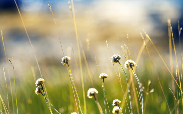 Wallpaper Norway, Plants