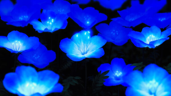 Wallpaper Glowing, Blue, Flowers