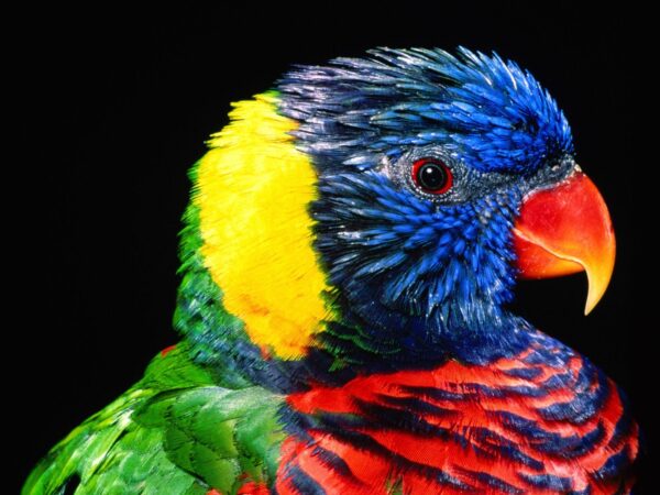 Wallpaper Rainbow, Lorikeet, Bird