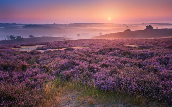 Wallpaper Landscape, Purple