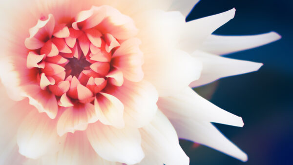 Wallpaper Beautiful, Flower