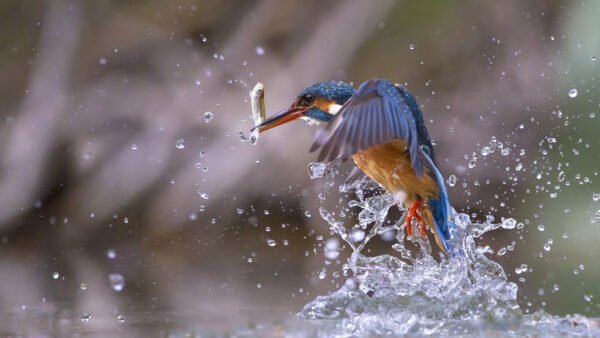 Wallpaper 4k, Blue, Drops, Birds, Bird, Animals, Water, Fish, Figurine