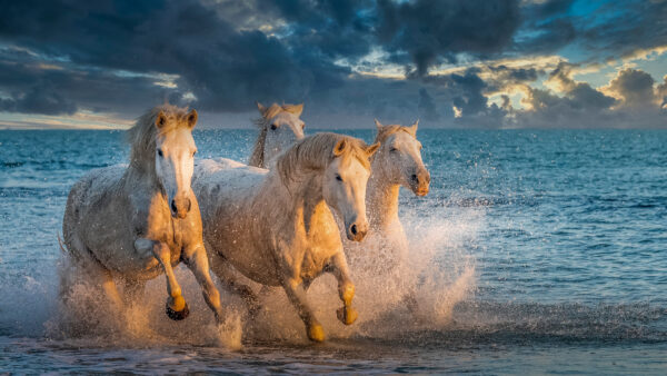 Wallpaper Beach, Blue, White, Are, And, Sky, Sea, Desktop, With, Running, Animals, Background, Horses, Cloudy