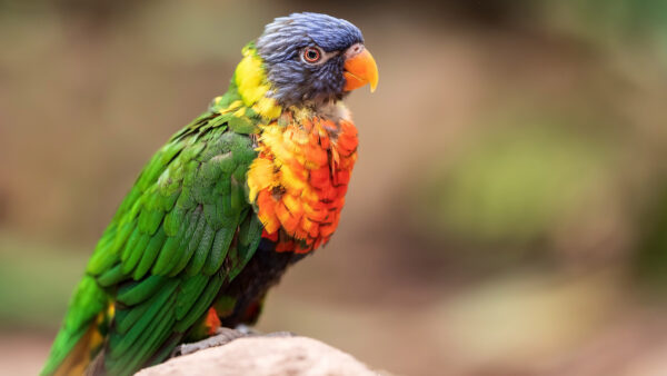 Wallpaper Blur, Rainbow, Mobile, Rock, Standing, Background, Lorikeet, Animals, Desktop