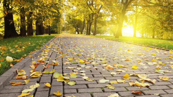 Wallpaper With, Path, Trees, Leaves, Park, Between, Nature, Desktop, Green, Yellow, Mobile