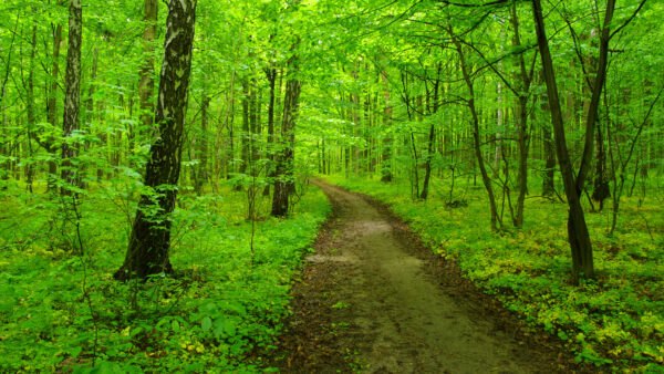 Wallpaper Path, Mobile, Nature, Sand, Green, Forest, Trees, Desktop, Between