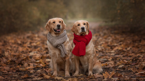 Wallpaper With, Desktop, Are, Red, Golden, Retriever, Dogs, Dog, Two, Leaves, Sitting, Scarf, Ground, Wearing, Dry, Brown
