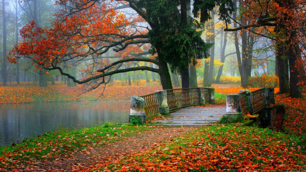 Wallpaper Leaves, Bridge, Park, Concrete, With, Autumn, Fallen, Nature, Colorful, Between, Dry