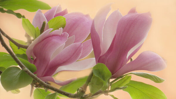 Wallpaper Magnolia, Desktop, Leafed, Branch, Trees, Macro, Flowers, Flower