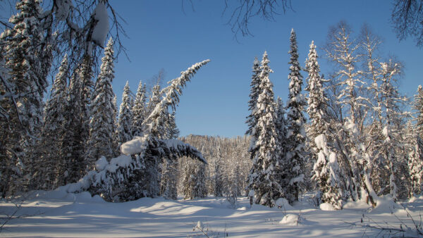 Wallpaper Desktop, Covered, With, Background, Trees, Snow, Winter, Blue, Nature, During, Sky, Forest