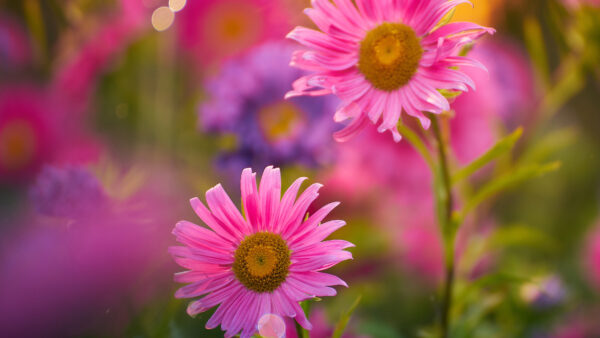 Wallpaper Blur, Flowers, Desktop, Pink, Background