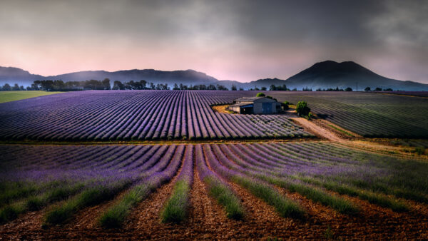 Wallpaper Desktop, Field, And, Sky, Lavender, Landscape, Mobile, Nature, Background, Mountain, With, House, Cloudy