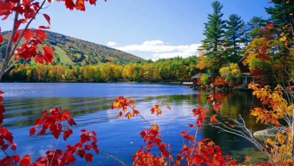 Wallpaper View, Trees, And, Nature, Landscape, Surrounded, Colorful, River, Mountains