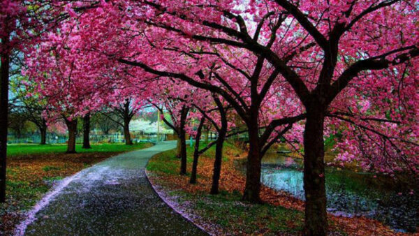 Wallpaper Trees, Blossom, Photography, Road, Spring, Flowers, Pink