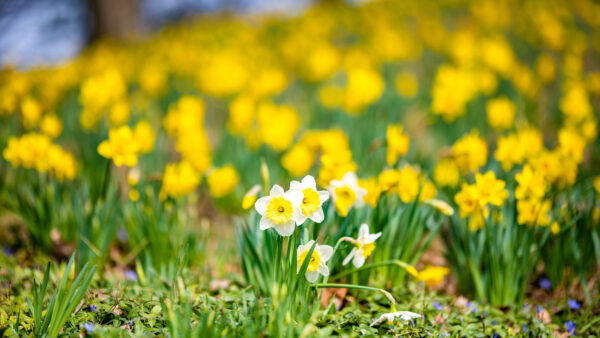 Wallpaper Yellow, Field, Blur, Flowers, Desktop, Daffodils, Background, Mobile, White