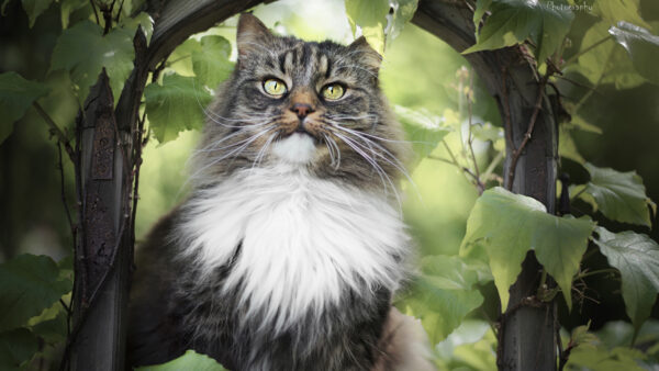 Wallpaper Animals, White, With, Brown, And, Mobile, Desktop, Eyes, Green, Cat