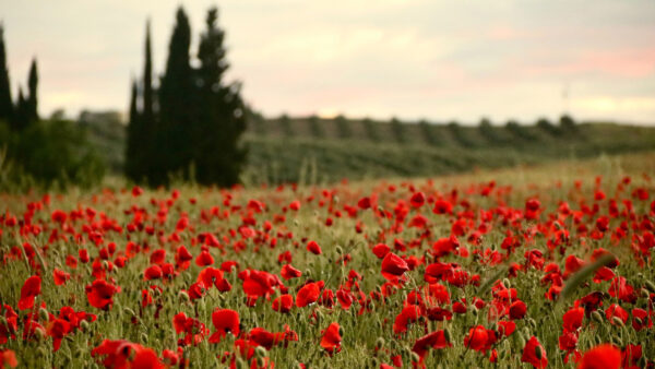 Wallpaper Flowers, Desktop, Mobile, Field, Poppies, Red