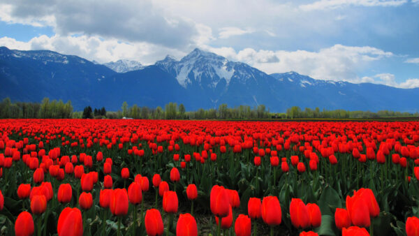 Wallpaper Field, Background, Tulips, Flowers, Desktop, Leaves, Mountains, Mobile, Plants, Green, Red