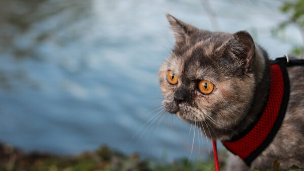 Wallpaper Neck, Red, With, Brown, Eyes, Band, Yellow, Desktop, Cat, Black